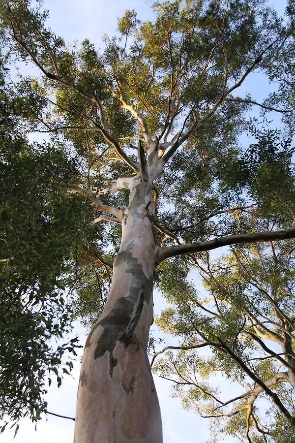 Paperbark Bed & Breakfast Brisbane