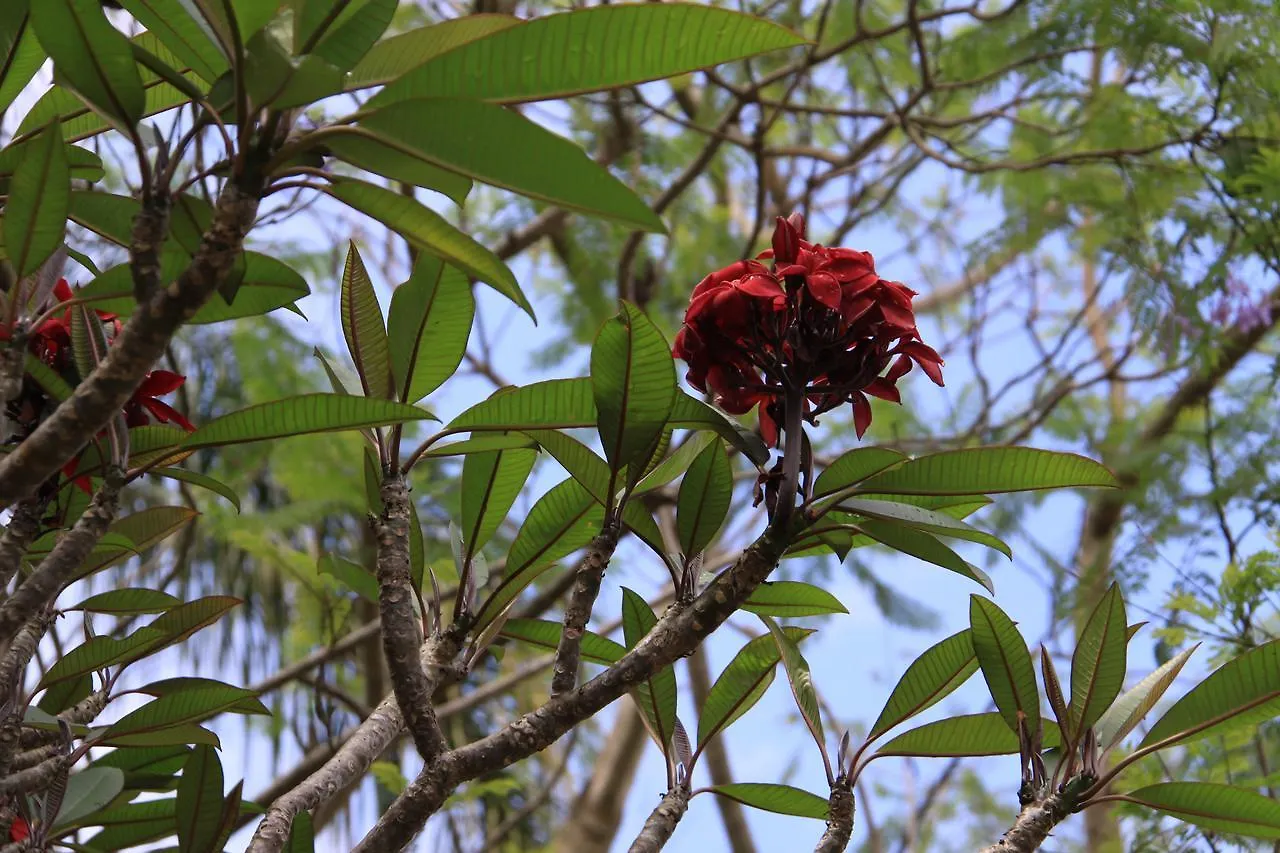 Paperbark Bed & Breakfast Brisbane