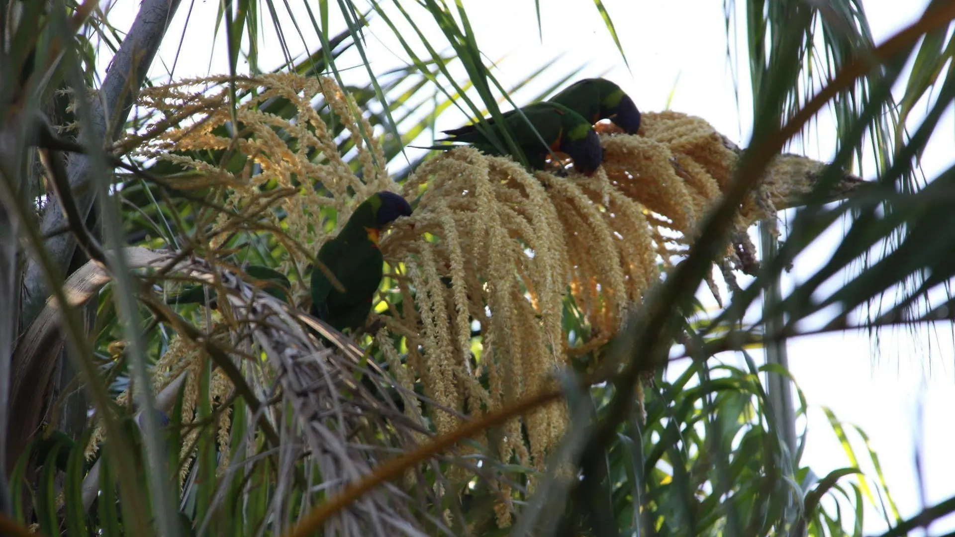 Paperbark Bed & Breakfast Brisbane